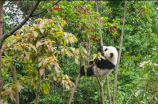 熊猫的寿命最长是多少年(熊猫的寿命最长能达到多少年呢？)