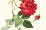 33朵玫瑰花语(33朵玫瑰花语大全及寄义剖析！)