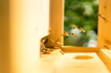 了解蜂鸟计划，让你家的居住环境更绿色更健康