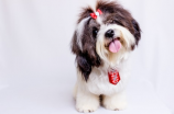 北京犬舍：致力于提供优质犬类饲养、训练和咨询服务