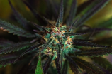 大麻是什么？详细解析大麻植物的来源和作用