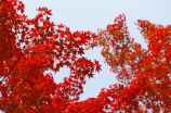 秋天的枫叶图片(秋天的枫叶图片，赏美景，享受美好时光！)