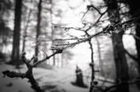 《北冥雪》：一个绚丽的冬日童话