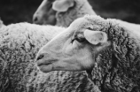 看沸羊羊图片，带您领略大自然的魅力