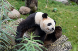 大熊猫繁殖基地(照片揭示大熊猫繁殖基地的惊人工作)