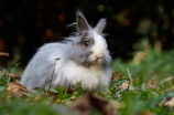 独宠娇憨小兔：兔子萌化人心的四个理由