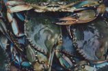 龙虾养殖(龙虾养殖：从水池到餐桌的全过程)